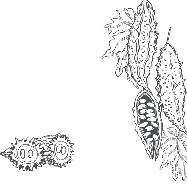 Pêra Bálsamo Desenhada Mão Momordica Sobre Fundo Branco Couve Amarga — Vetor de Stock