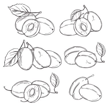 El yapımı erikler. Beyaz arka planda meyveler. Vektör çizimi çizimi.