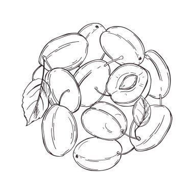 Elle çizilmiş erikler daire şeklinde. Beyaz arka planda meyveler. Vektör çizimi çizimi.