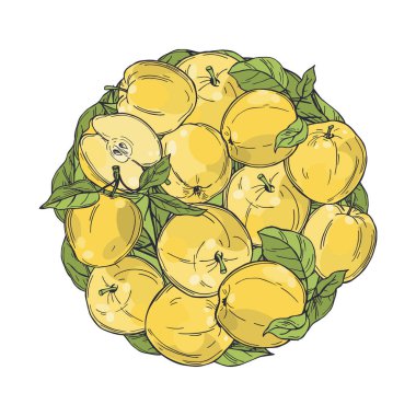 Elle çizilmiş elmalar daire şeklinde. Beyaz arka planda meyveler. Vektör çizimi çizimi.