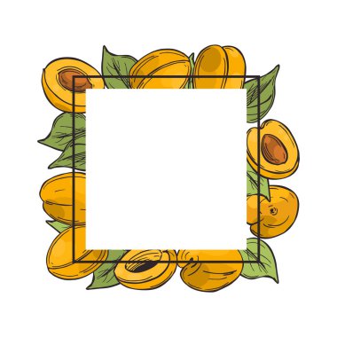 Elle çizilmiş kayısılı vektör çerçevesi. Çizim çizimi. 