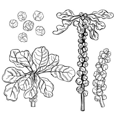 Beyaz arka planda el çizimi Brüksel lahanası. Vektör çizimi..  