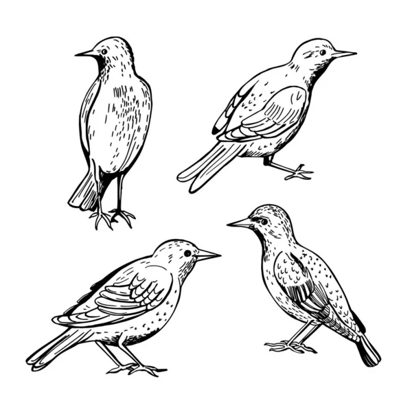 Étourneau Commun Sturnus Vulgaris Dessiné Main Illustration Croquis Vectoriels — Image vectorielle