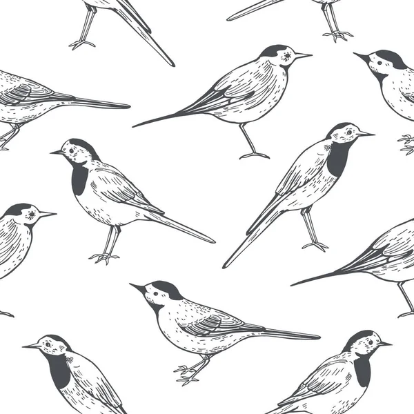 Wagtail Blanco Dibujado Mano Motacilla Alba Patrón Sin Costura Vectorial — Vector de stock