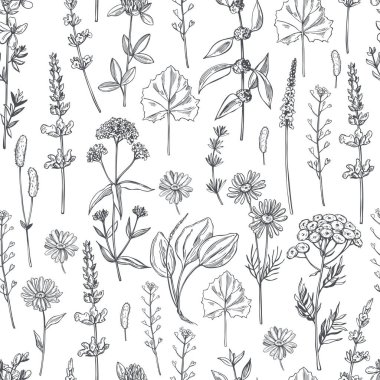 El yapımı şifalı bitkiler. Vektörsüz desen. 