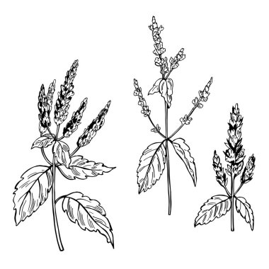 El çizimi Silhat dalları beyaz arka planda. Vektör çizimi çizimi.