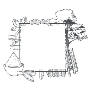  El çizimi Sandalwood (Santalum) beyaz arka plana ayarlandı. Çizim çizimi. Vektör çerçevesi.