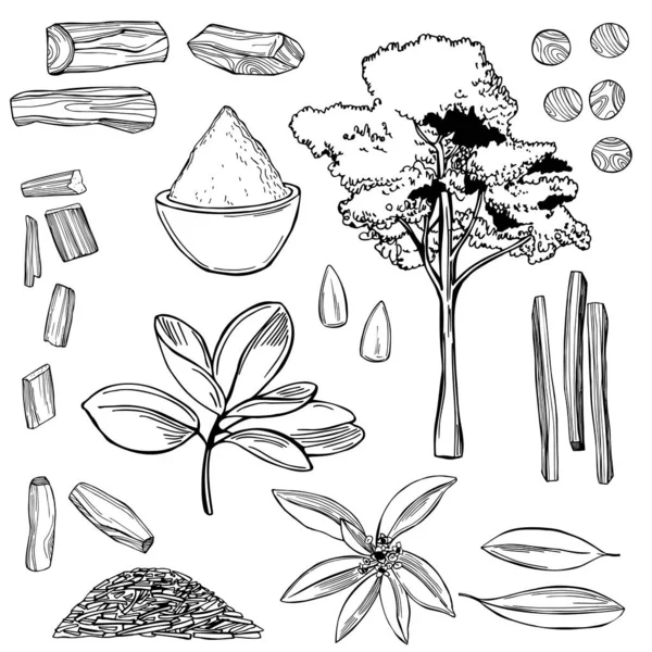 Handgezeichnetes Sandelholz Santalum Set Vektorskizze Als Illustration — Stockvektor