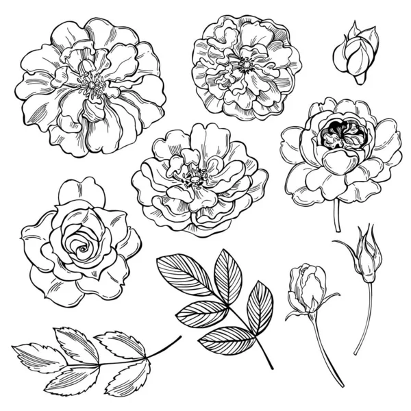 Fiori Disegnati Mano Rose Sfondo Bianco Illustrazione Schizzo Vettoriale — Vettoriale Stock