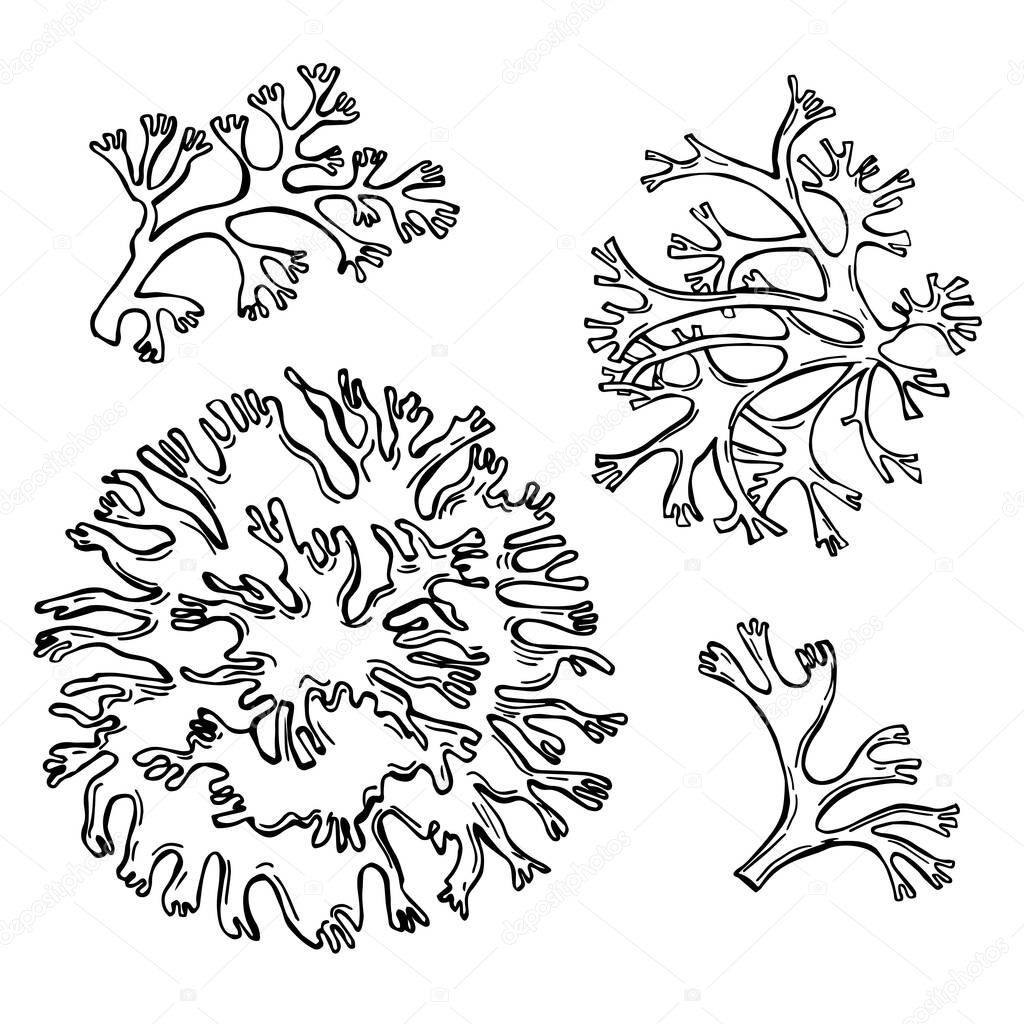 Hand drawn oakmoss(Evernia prunastri).Vector sketch  illustration.