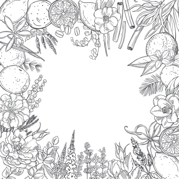 Plantes Fleurs Dessinées Main Pour Parfumerie Fond Vectoriel — Image vectorielle