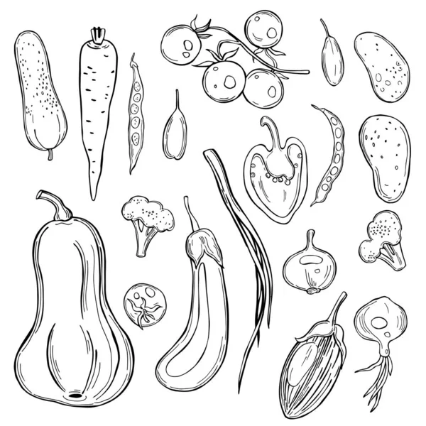 Légumes Dessinés Main Sur Fond Blanc Illustration Croquis Vectoriels — Image vectorielle