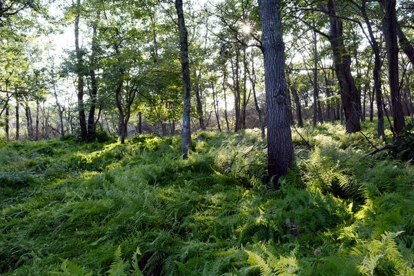 Minnewaska 州立公园树木和蕨类植物茂盛的森林 — 图库照片