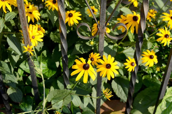 Black Eyed Susan Flowers Through Wrought Iron Fence