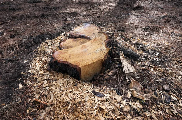 Son zamanlarda ormanda ağaç kütüğü kesmek