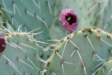 Kaktüs inciri ve arı