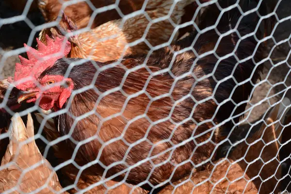 Csirke Egy Gazdaság Toll — Stock Fotó