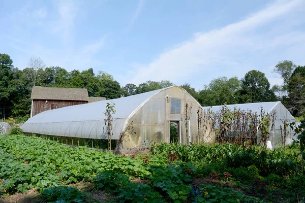 Exterior of Greenhouse and Rows of Squash Plants