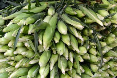 Taze mısır yığını