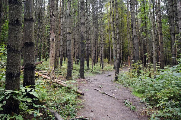 Sentiero Escursionistico Una Foresta Delle Montagne Catskill — Foto Stock