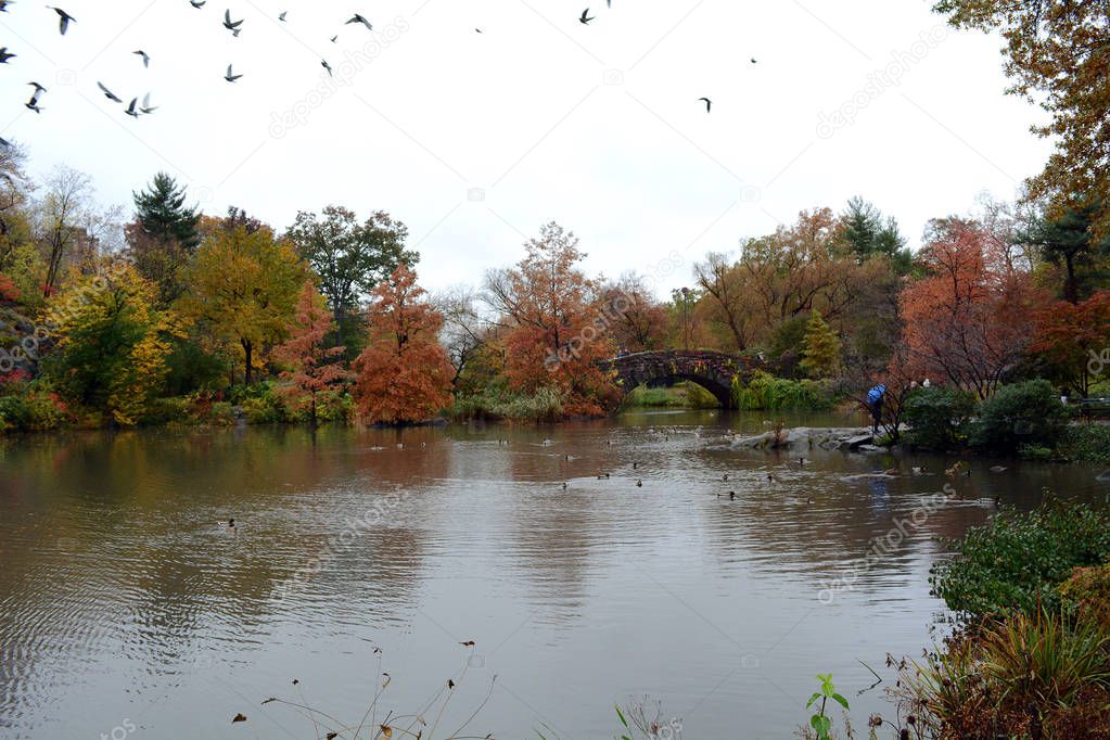 The Pond In Central Park During Autumn