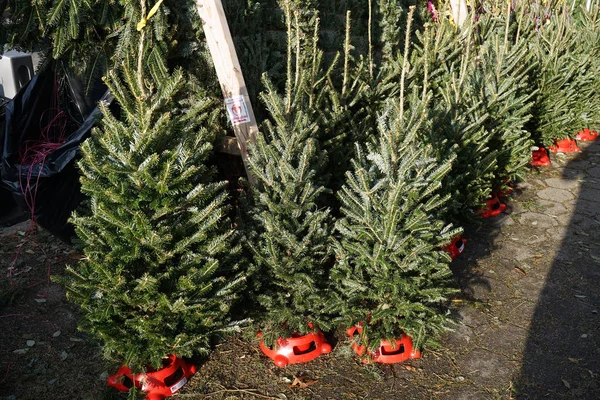 Mini yılbaşı ağaçları ve Stand