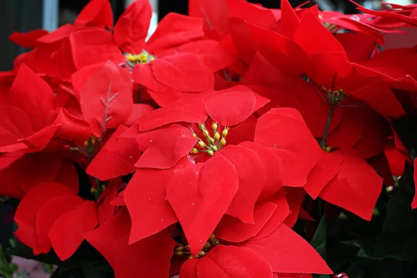 Fake Poinsettia Plant for Holiday Decoration