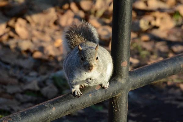 在公园里栏杆上的松鼠 — 图库照片