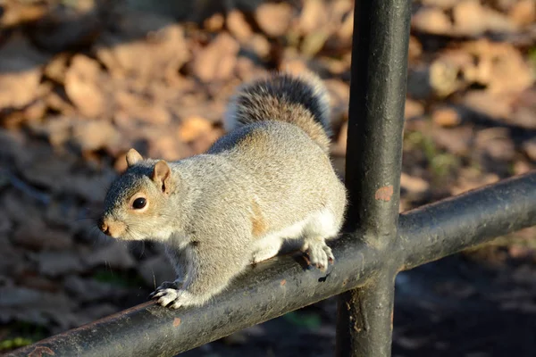 Nahaufnahme Von Eichhörnchen Auf Geländer Park — Stockfoto