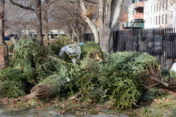 Montón Árboles Navidad Desechados Dejados Parque Para Reciclaje — Foto de Stock