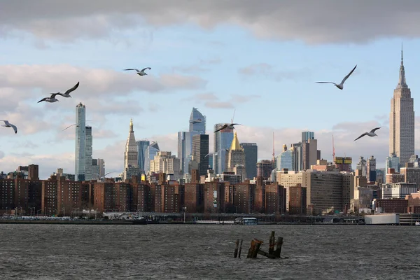 フォア グラウンドで飛んでカモメの群れとミッドタウン マンハッタンのスカイライン — ストック写真
