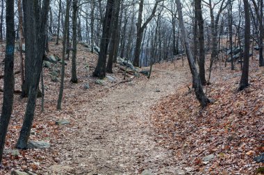 Anthonys burun iz New York'ta geç sonbahar ya da kış