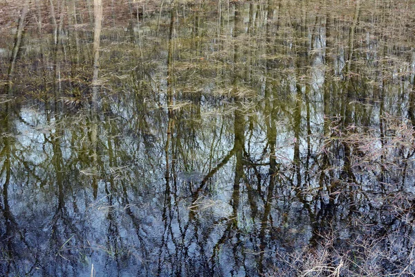 池の木の反射 — ストック写真