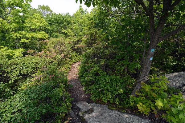 Montagna Torne Nella Foresta Norvin Green Sate New Jersey — Foto Stock