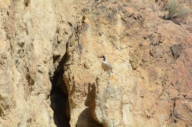 Oregon Smith Rock State Park bir Rock üzerinde Kaz