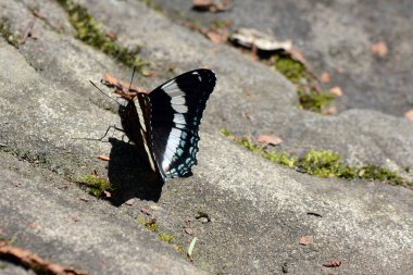 New York Catskill Dağlarında Bir Kaya üzerinde Beyaz Amiral Kelebek
