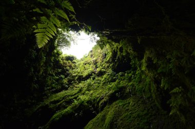 Algar do Carvao - Eğrelti Kaplı Lave Tüp / Azores Yılında Terceira Adası'nda Mağara