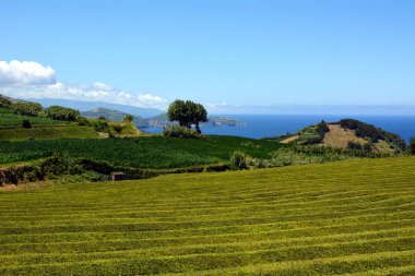Azores Yılında Sao Miguel On Çay Plantasyon