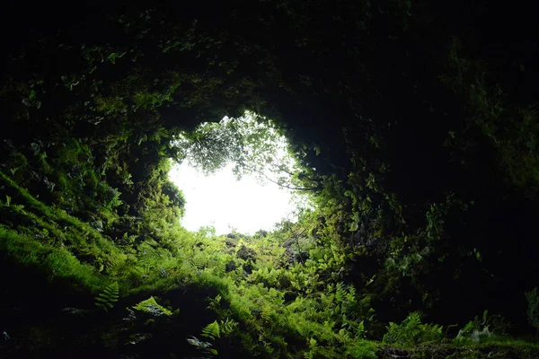 Algar Carvao Fern Covered Lave Tube Cueva Isla Terceira Las — Foto de Stock