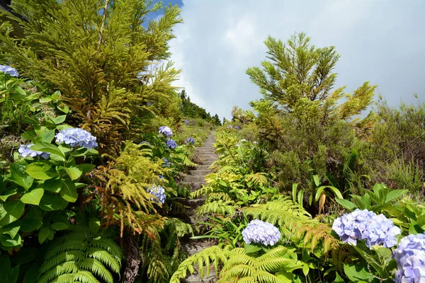 Treppe Eines Verlassenen Resorts Die Durch Üppig Bewachsenes Laub Auf — Stockfoto