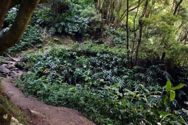Eğ Salto Prego Trail 'i Sao Miguel Adası' nda Azores 'de