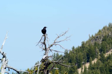 Ölü Ağacın Dalına Tünemiş Karga