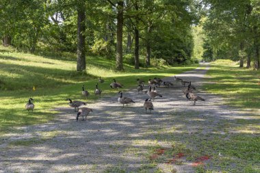 Kırsal Upstate New York'ta Kir Yolda Kaz Lar Yem Sürüsü