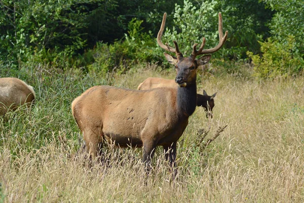 Roosevelt Bull Elk Redwood State National Park Usa — Zdjęcie stockowe
