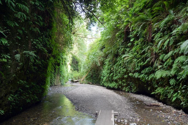 Camino Por Una Cama Creek Través Fern Canyon Redwood State — Foto de Stock