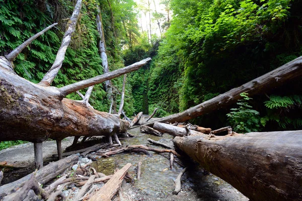 ファーンキャニオンの死んだ 倒れた木 レッドウッド国立および州立公園 カリフォルニア州 — ストック写真