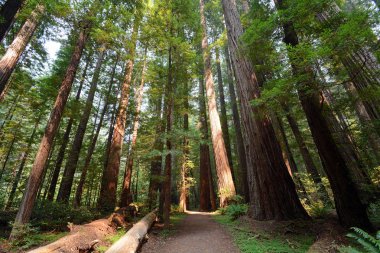 Trail Through the Redwood Forest Near the Avenue of the Giants In Northern California clipart