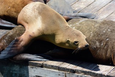 San Francisco'da Deniz Aslanı Yavrusu