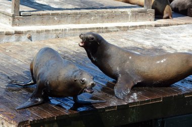 San Francisco, Kaliforniya Pier 39 yakınlarındaki yüzen bir rıhtımda Uzay Üzerinde Mücadele İki Deniz Aslanları