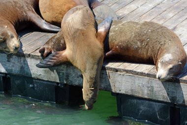 Deniz Aslanı Hakkında San Francisco Pier 39 Yakın Suya Dalış